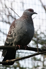 Speckled Pigeon